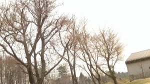 NEC_0239