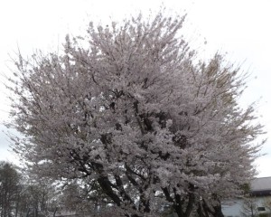 2017sakura